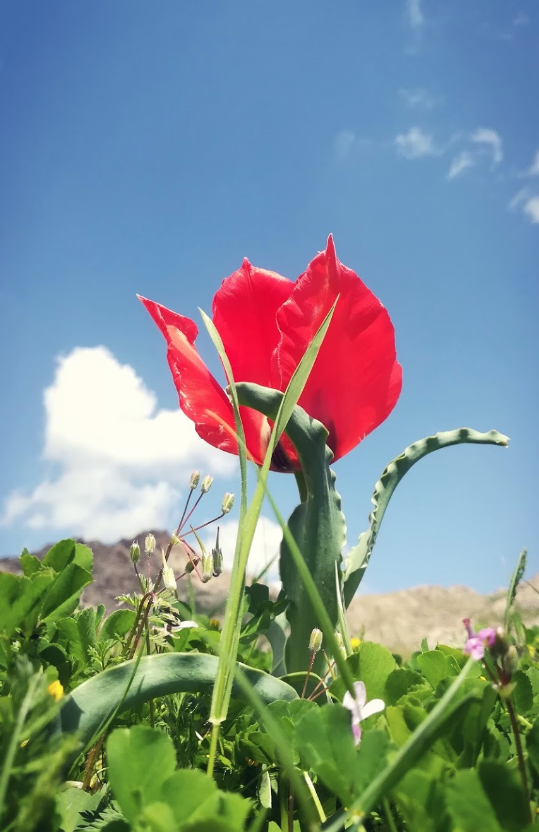 Chunkaymish qishlog`i